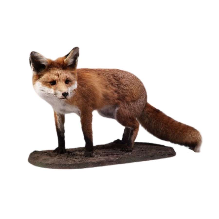 Taxidermy