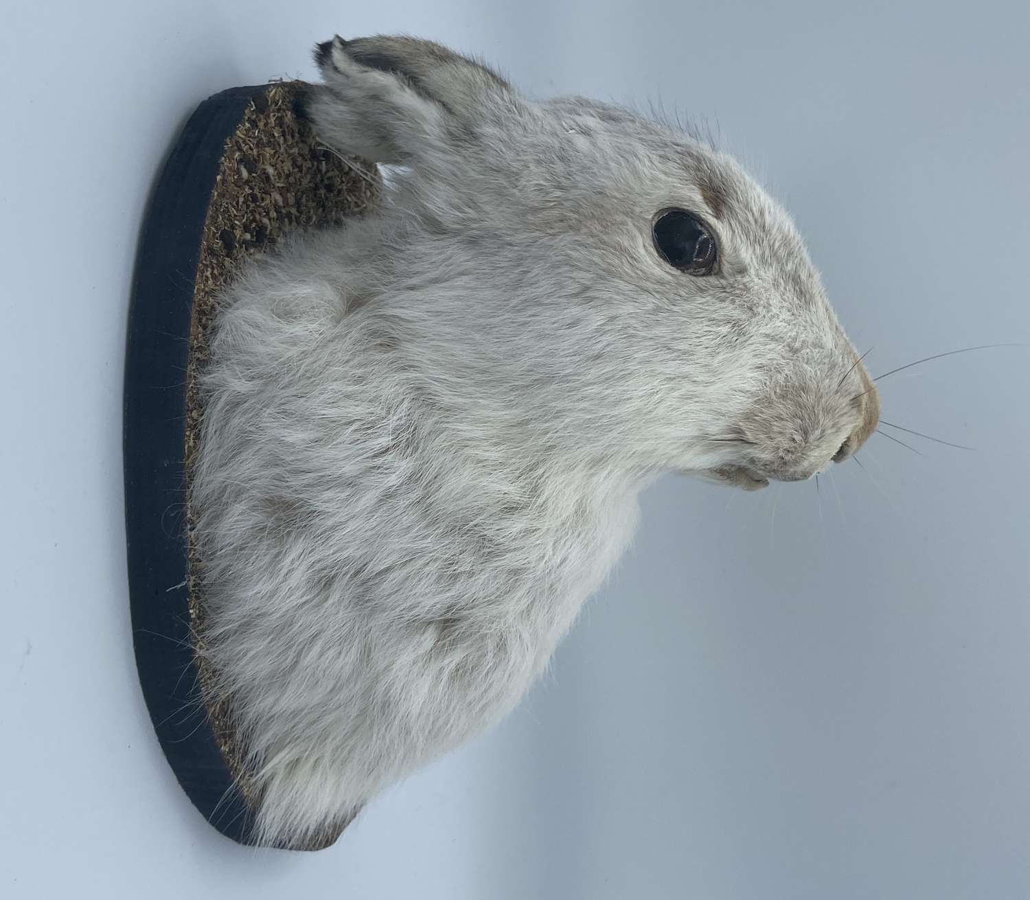 Beautiful Antique Taxidermy Mounted Arctic Hare Head