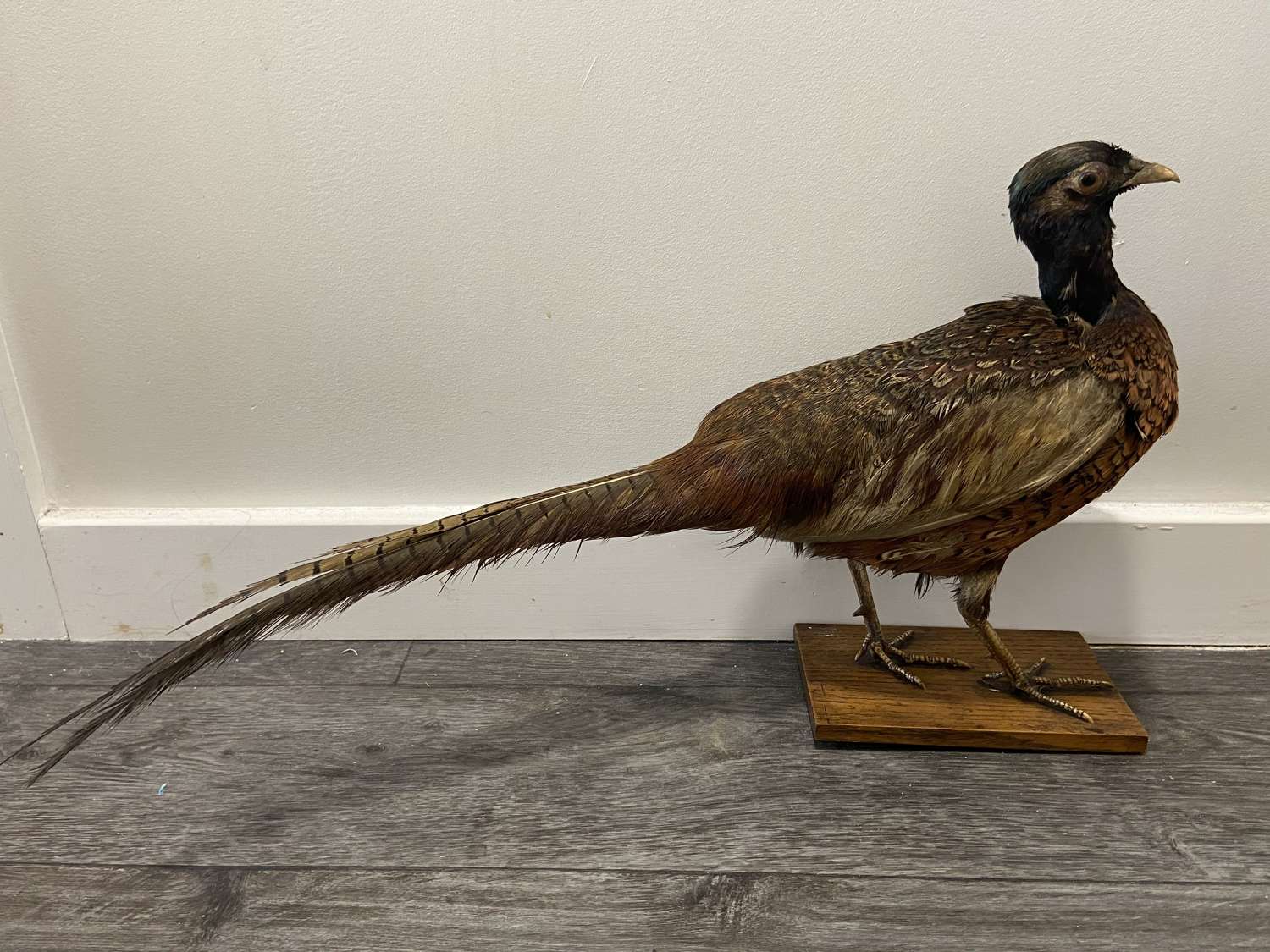 Antique Taxidermy Mounted Pheasant