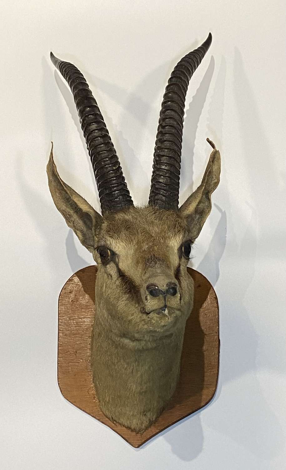 Victorian Big Game Taxidermy Thompson’s Gazelle Head