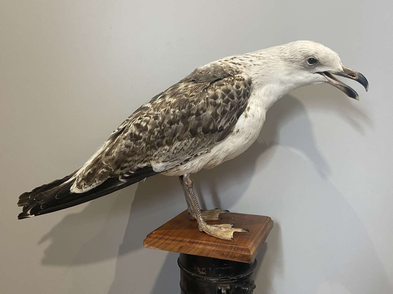 Huge Antique Taxidermy Mounted Juvenile Great Black Backed Gull Seagul