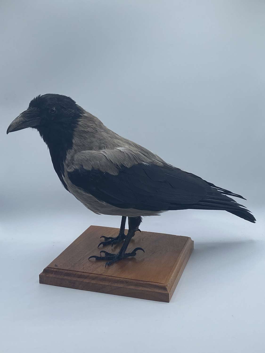 Beautiful Vintage Taxidermy Mounted Hooded Crow