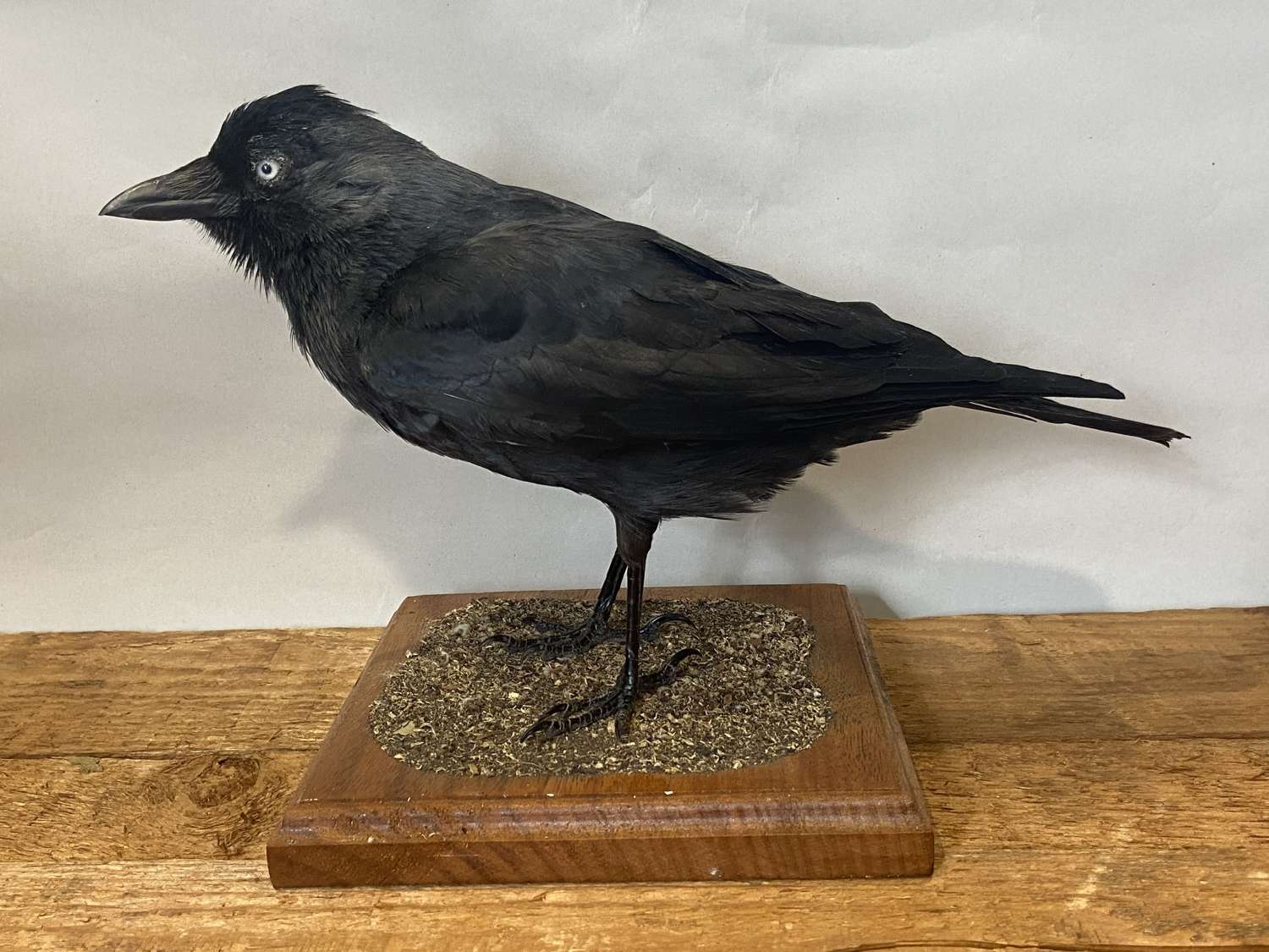 Antique Vintage Taxidermy Mounted Curious Western  Jackdaw