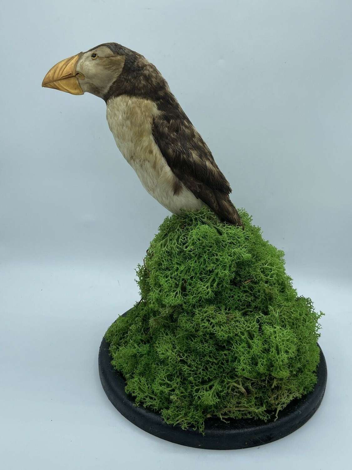 Antique Victorian Taxidermy Re-Mounted Puffin