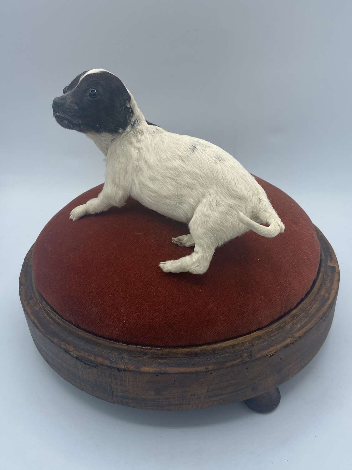 Beautiful Antique Taxidermy Terrier Cross Puppy On Wooden Puff