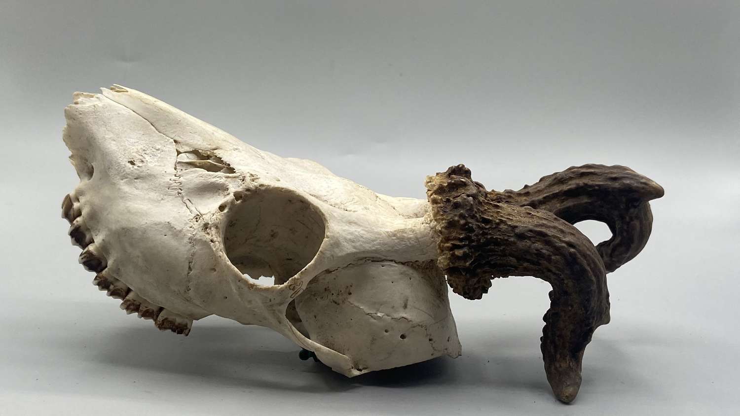 Antique Taxidermy Natural Deformed Oddity Deer Skull With Fused Antler
