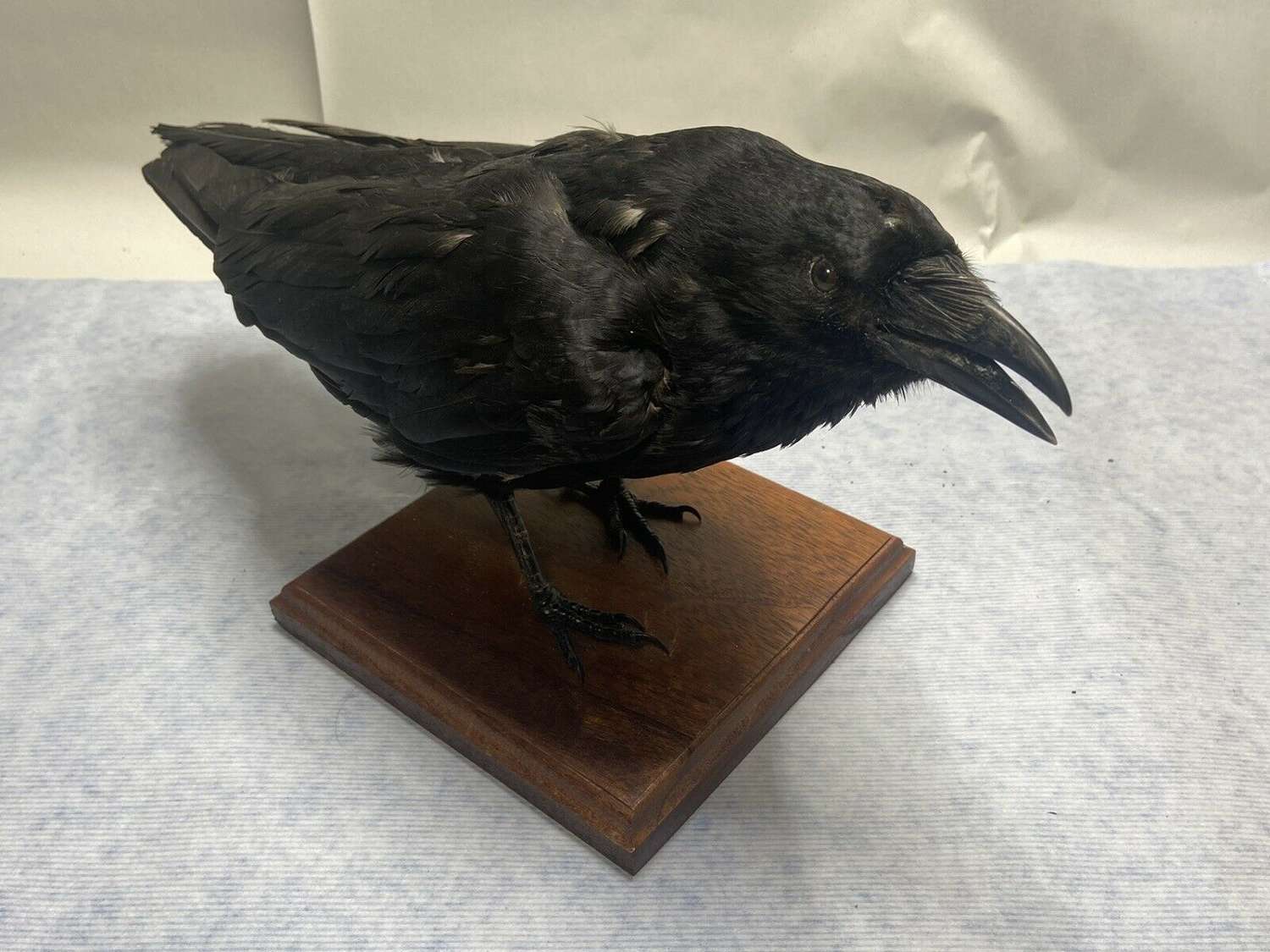 Mounted Taxidermy Game Of Thrones Super Natural 3 Eyed Crow Branden