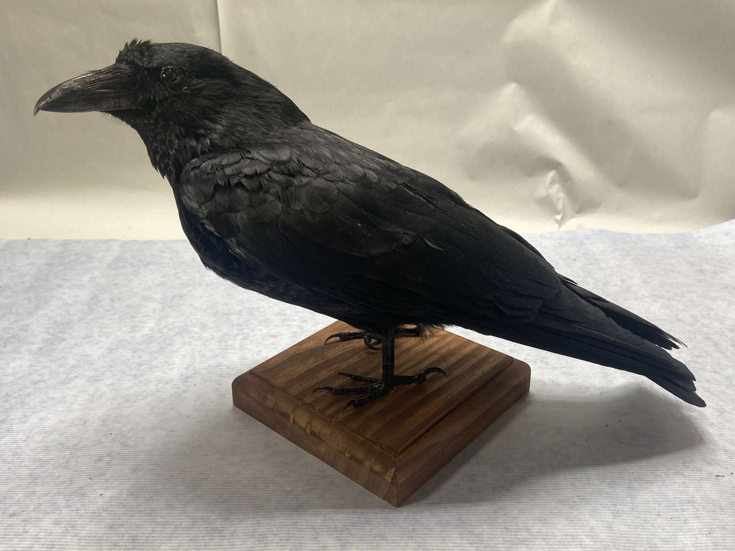 Antique Style Taxidermy Mounted Standing Carrion Crow (Corvus corone)