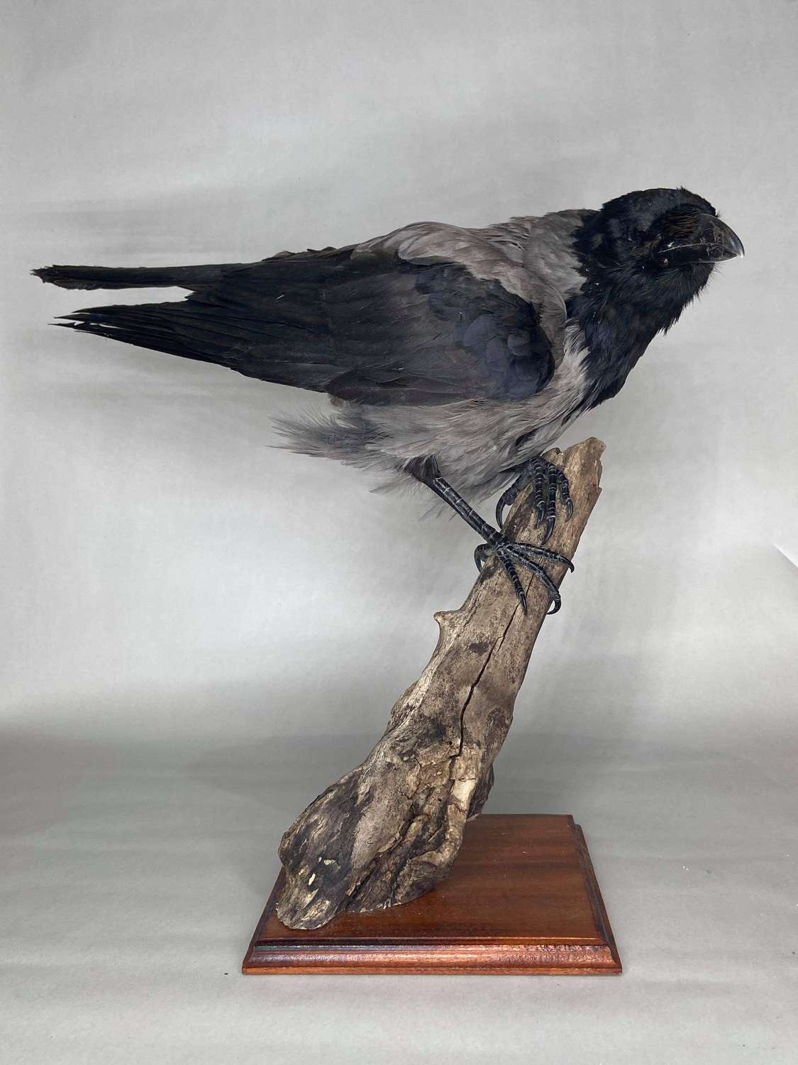 Beautiful Taxidermy Mounted Curious Hooded Crow Corvus Cornix