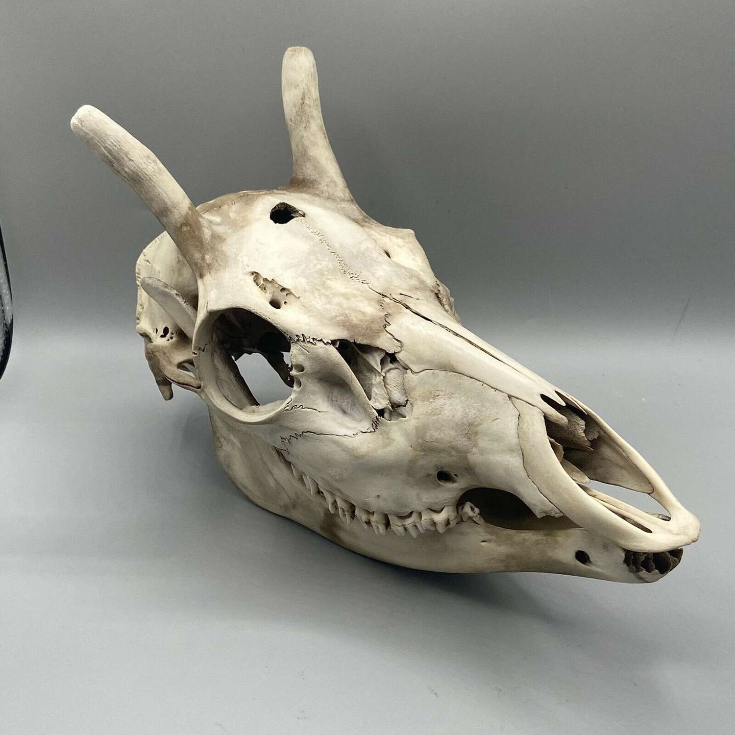 Taxidermy Gothic Large Male Red Deer Skull+Lower Jaw Dragon Lookalike