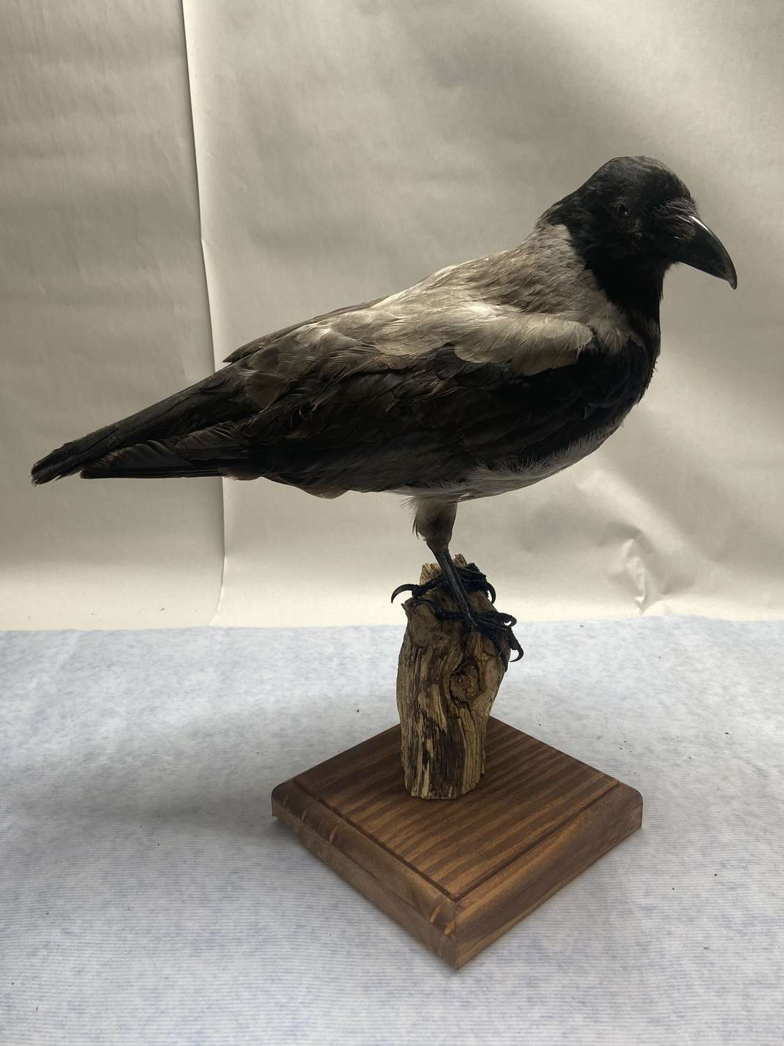 Beautiful Taxidermy Mounted On Perch Curious Hooded Crow Corvus Cornix