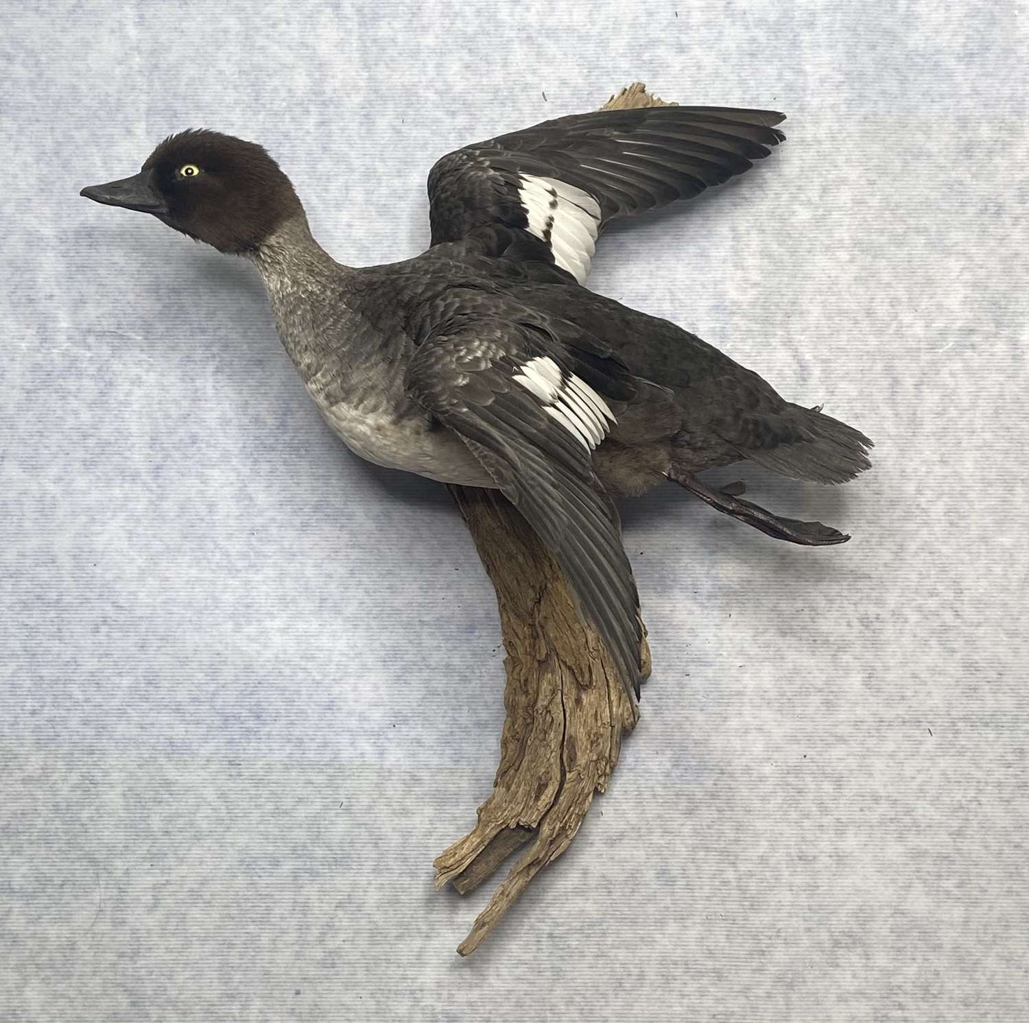 Spectacular Vintage Taxidermy Flying Mounted Common Goldeneye