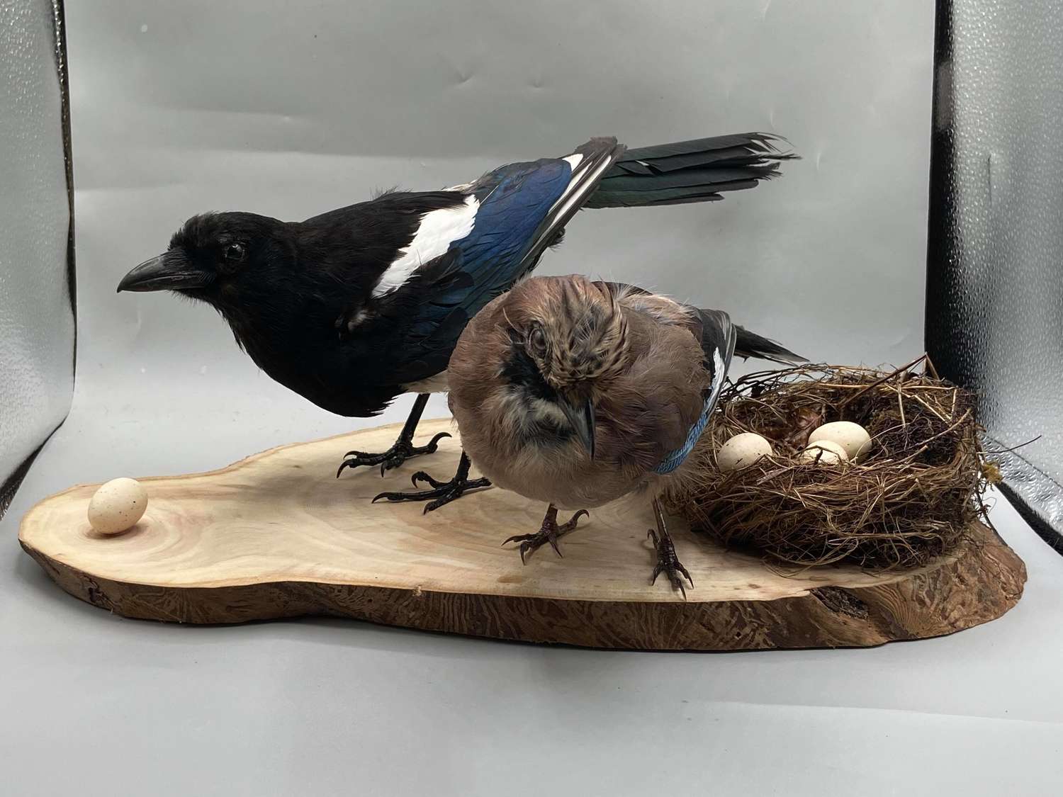 Taxidermy Scenic Display Of A Curios Magpie & Jay Protecting Its Nest