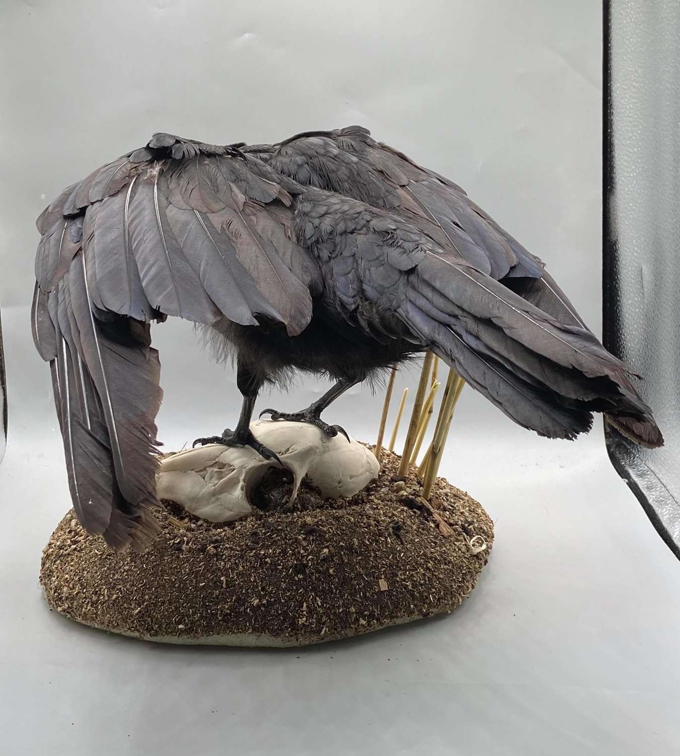 Taxidermy skull Bird animal Mount Gothic