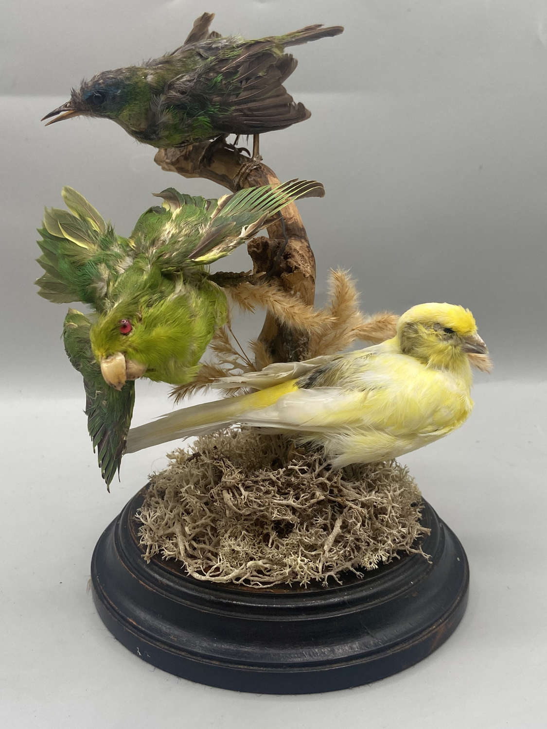 Beautiful Antique 1880s Taxidermy African Exotic Bird Trio Sunbird Etc