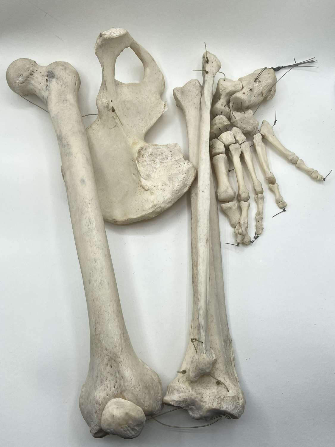 Antique 1920s Articulated Human Left Half Hip To Foot Bones Structure