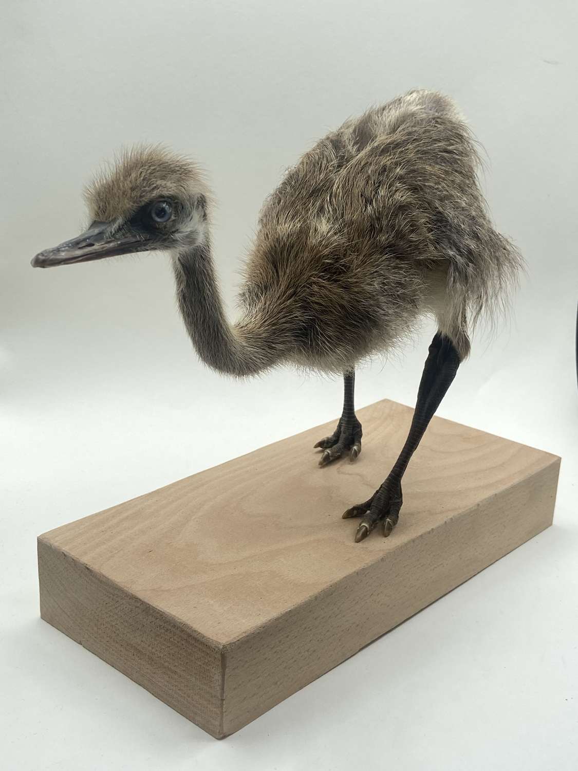 Beautiful Mounted Taxidermy Young Rhea South American Ostrich