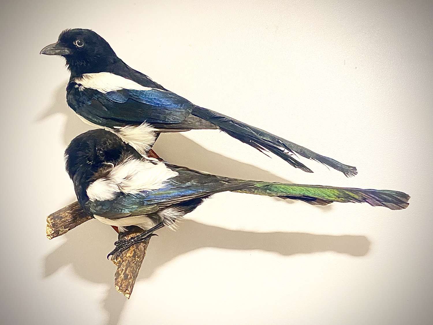 Beautiful Wall Mounted Pair Of Taxidermy Magpies 2 For Joy Pica Pica