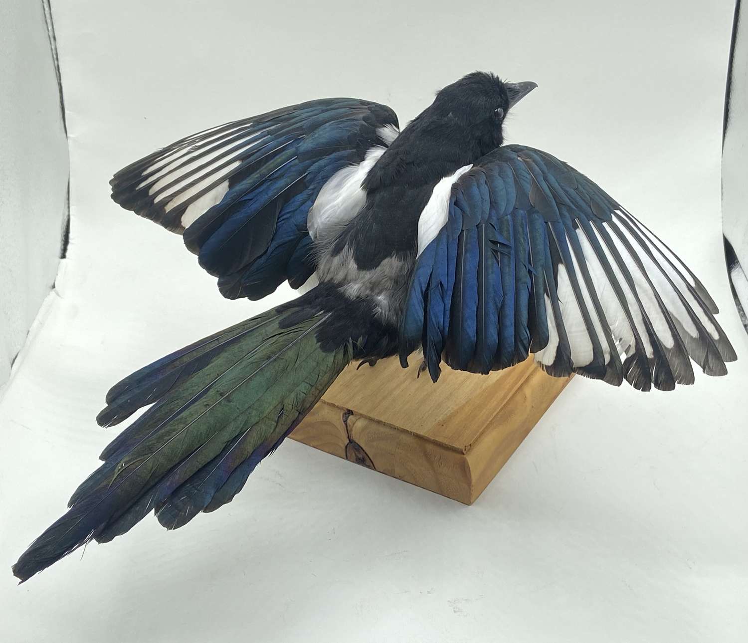 Beautifully Coloured Taxidermy Mounted Flying Magpie Pica Pica