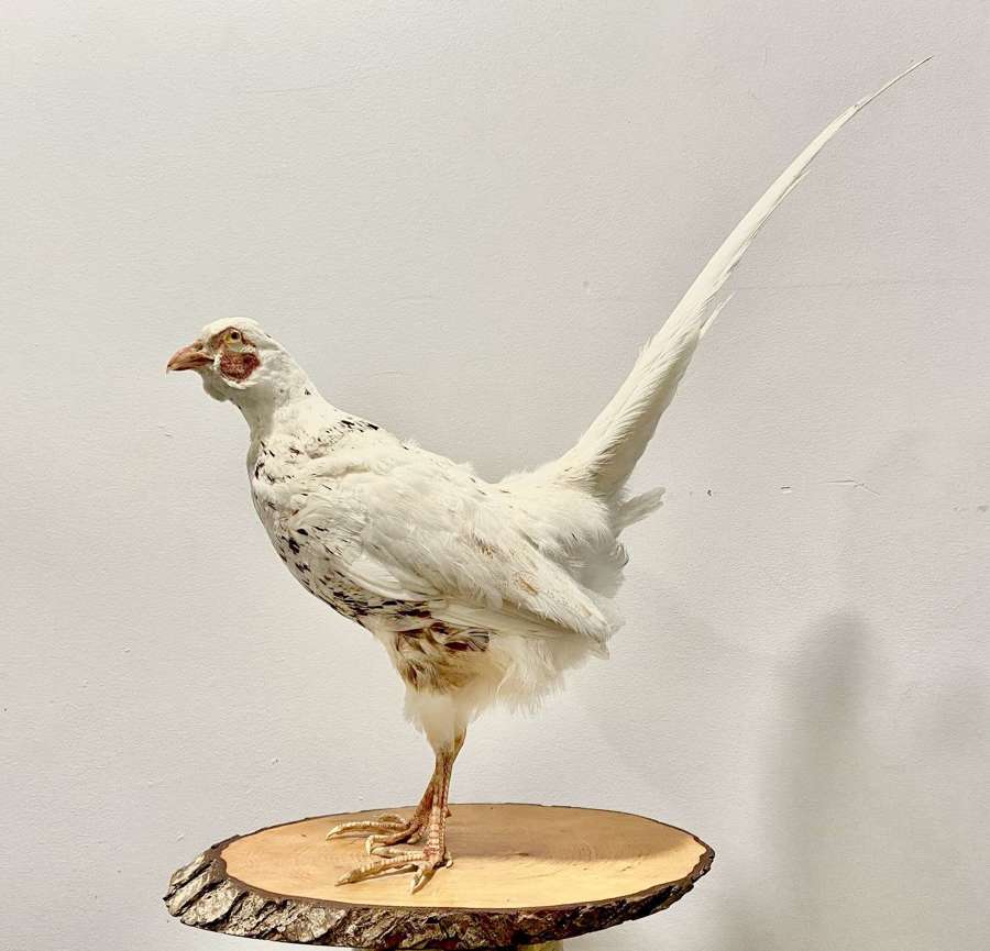 Beautiful Antique Mounted Taxidermy White Leucistic Pheasant