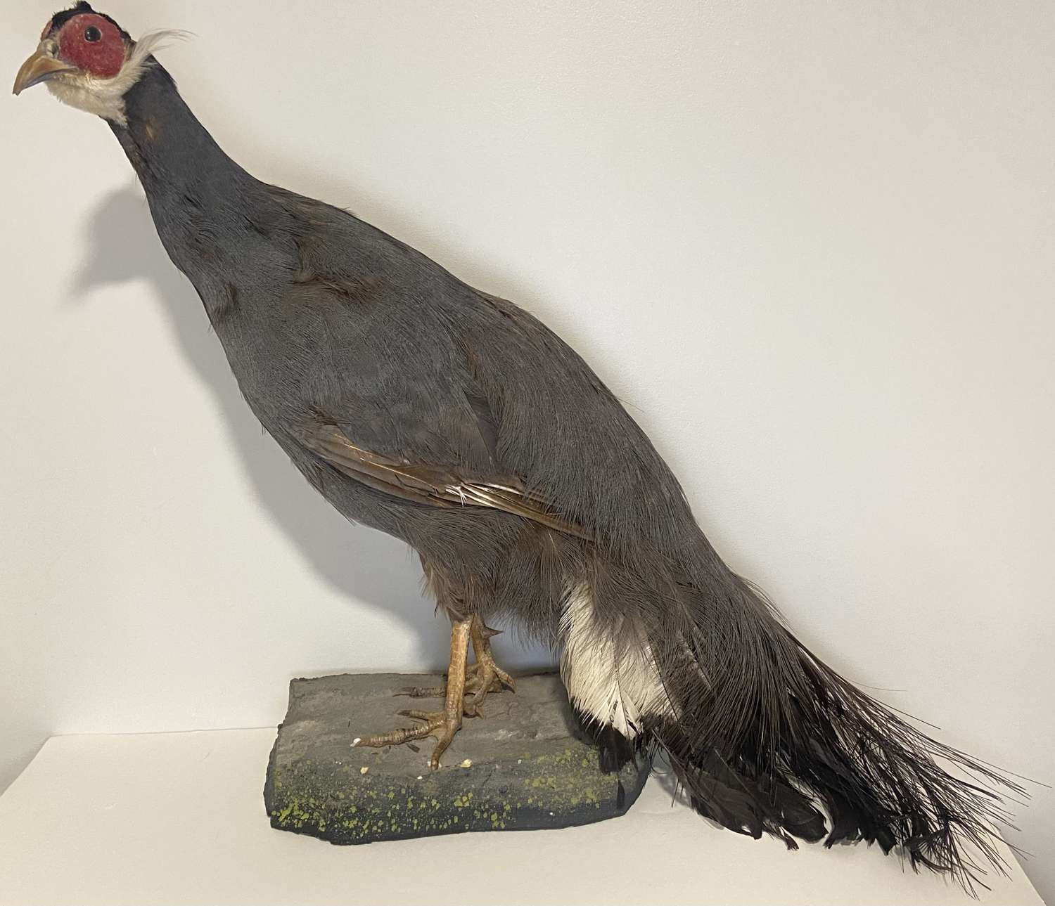 Large Antique Taxidermy Blue Eared Pheasant D.L.Keningale Warwickshire
