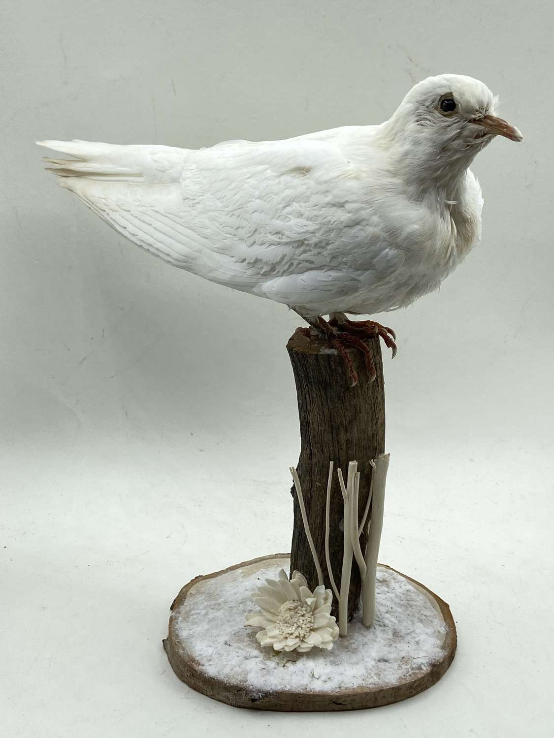 Beautiful Taxidermy White Dove Mounted On A Snowy Winter Scenic Mount