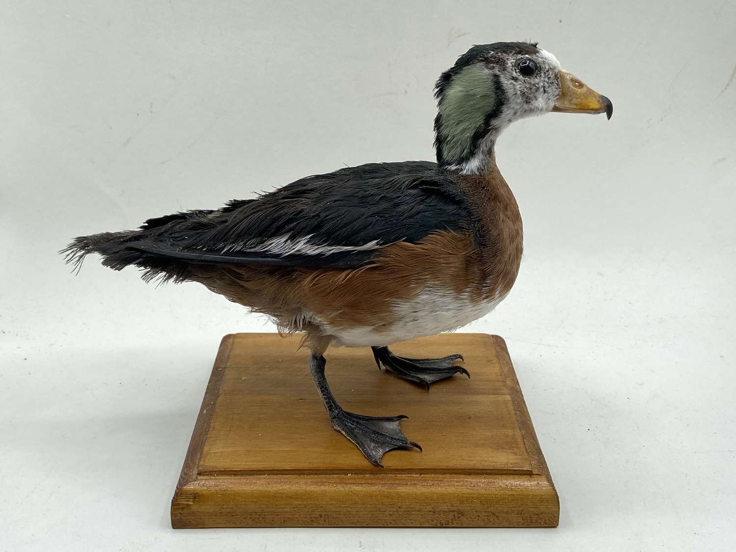 Stunning Mounted Taxidermy African Pygmy Goose Worlds Smallest Goose