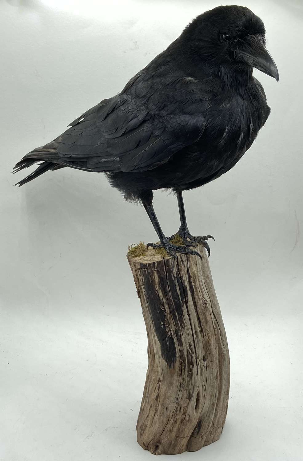 Beautiful Mounted Gothic Taxidermy Carrion Crow (Corvus corone)