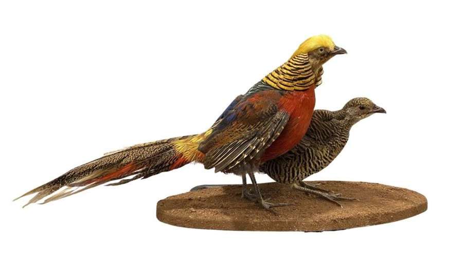Taxidermy Mounted Pair Of Golden Pheasants (Chrysolophus pictus)