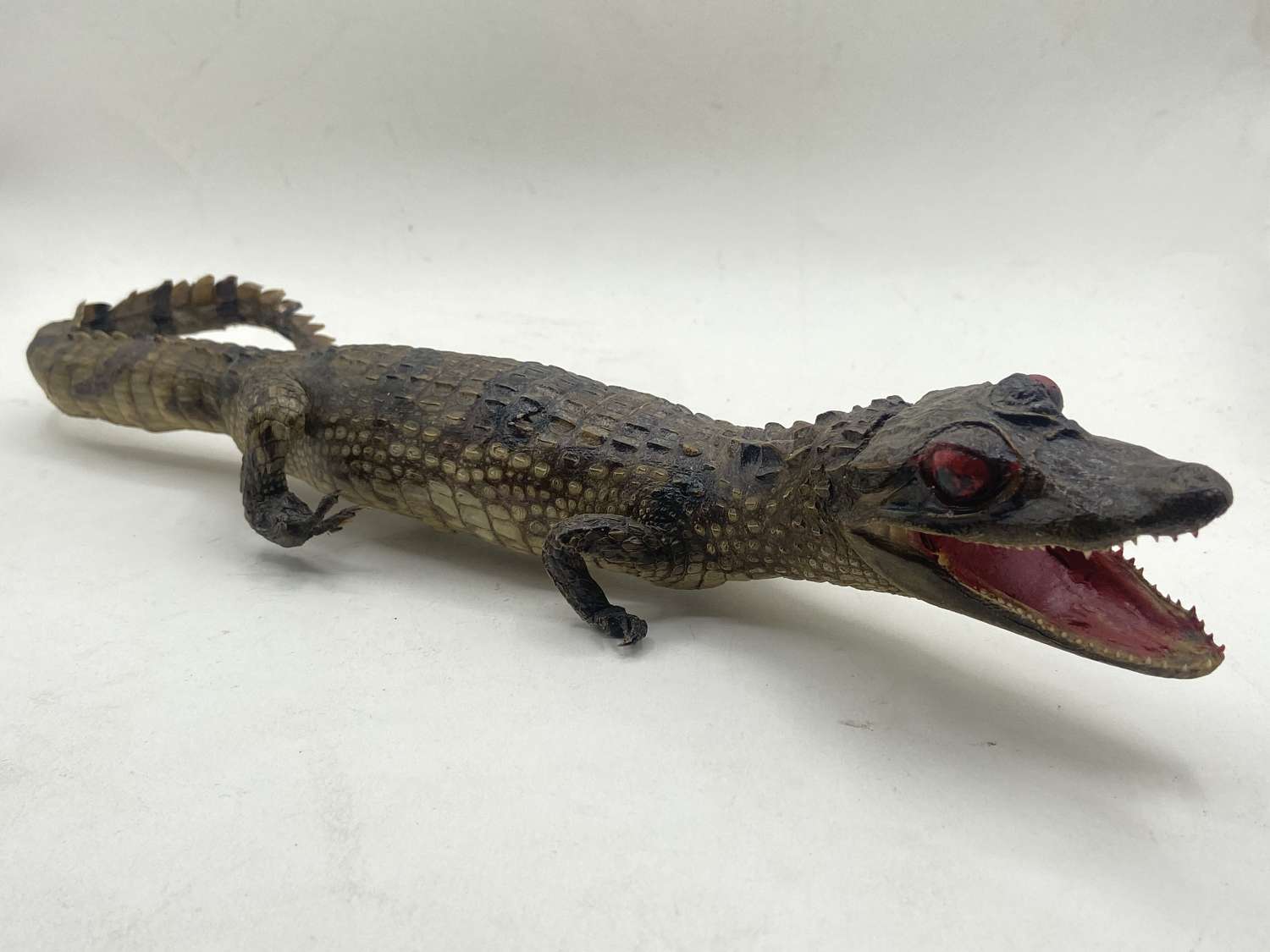 Beautiful Antique Small Taxidermy Crocodile In Great Condition