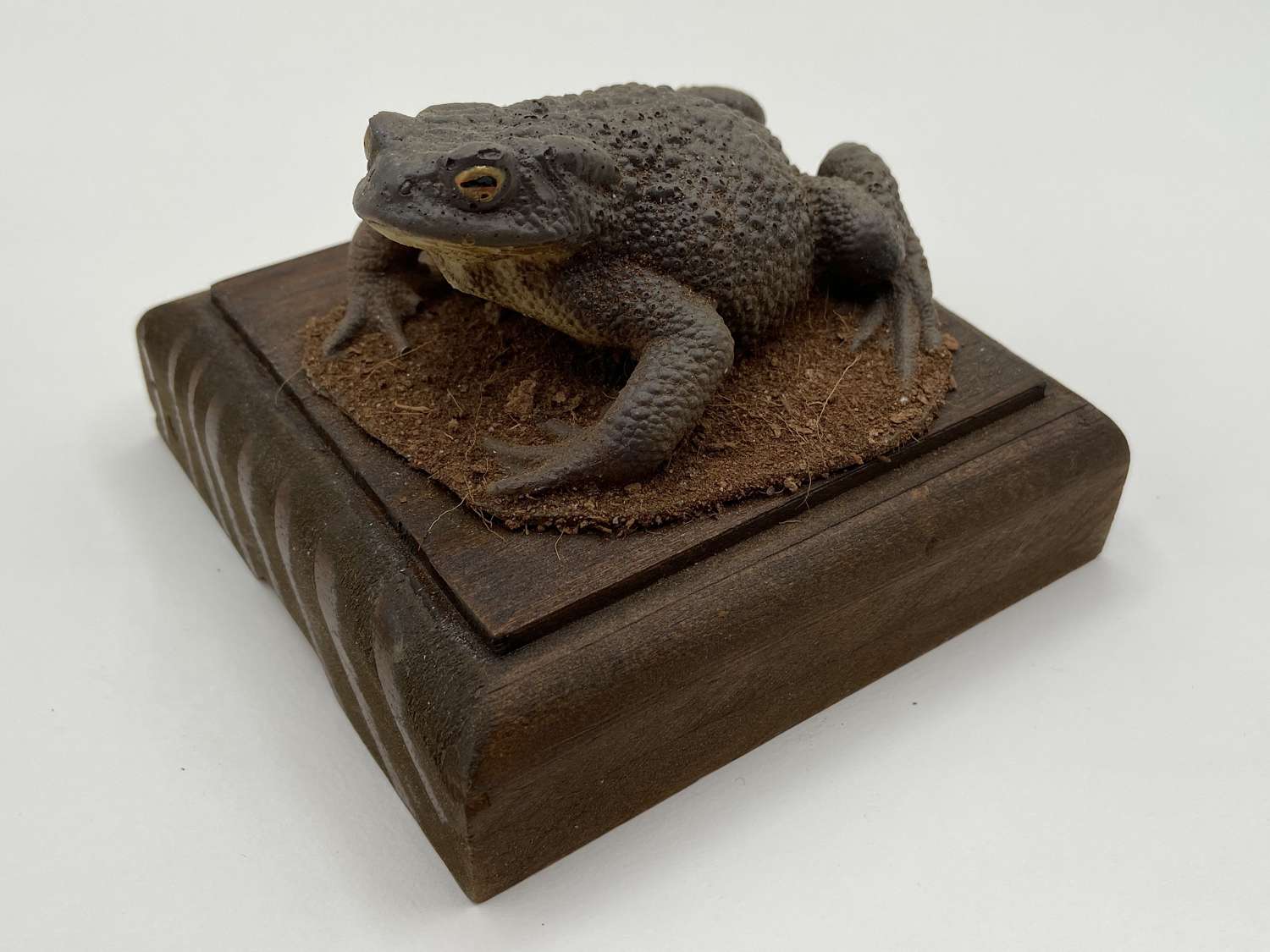 Beautiful Taxidermy Frog/ Toad Mounted On A Scenic Base