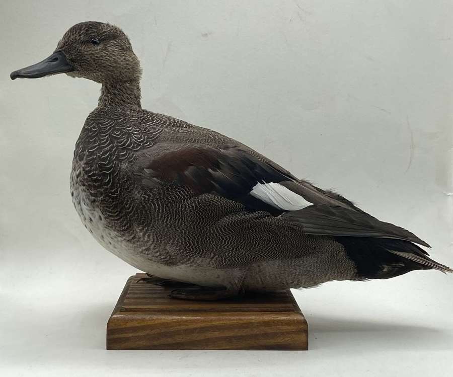 Beautiful Mounted Taxidermy Gadwall Duck (Mareca strepera)