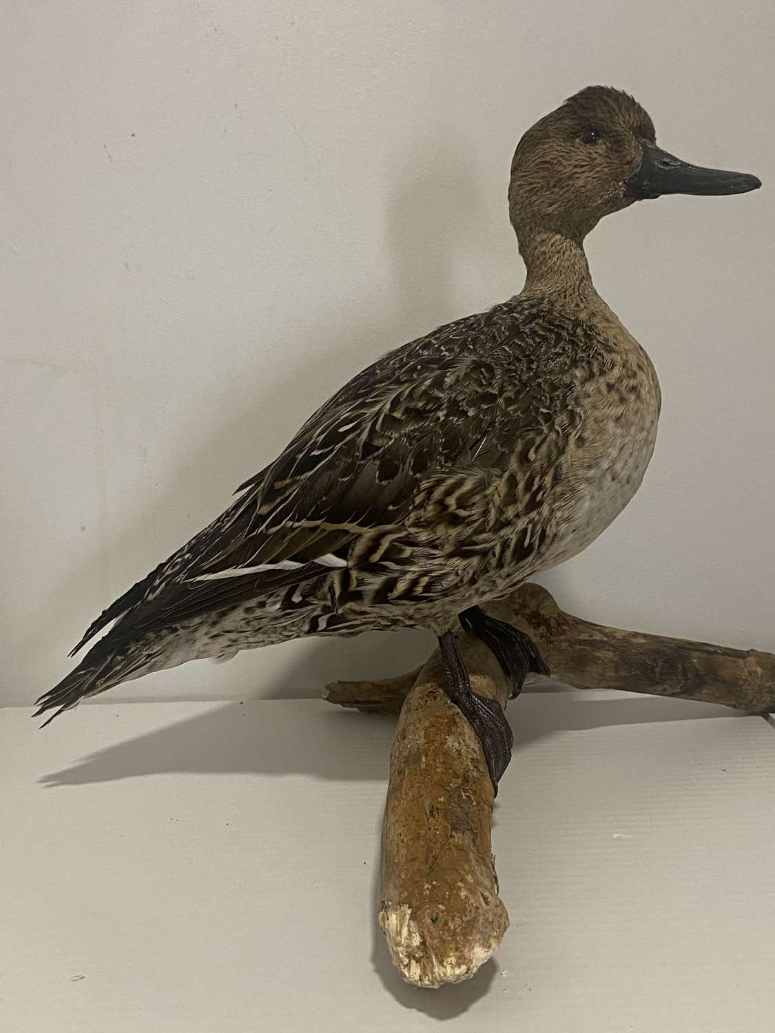 Beautiful Mounted Taxidermy Female Northern Pintail Duck (Anas acuta)