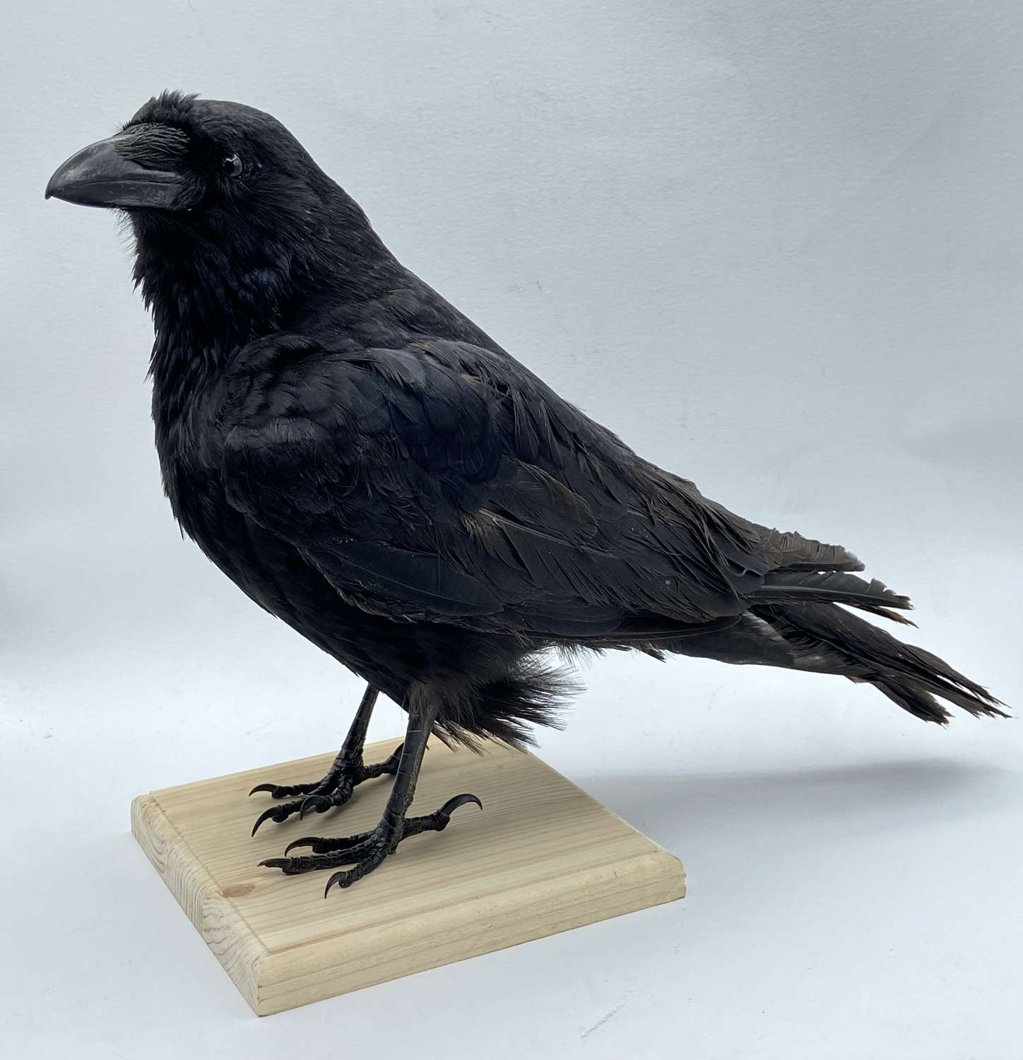 Gothic Macabre Mounted Taxidermy  Carrion Crow (Corvus Corone) (1)