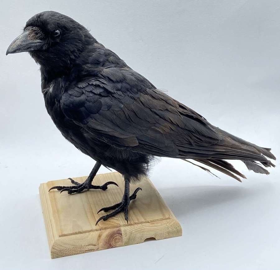 Gothic Mounted Curious Taxidermy Carrion Crow (Corvus Corone) (4)
