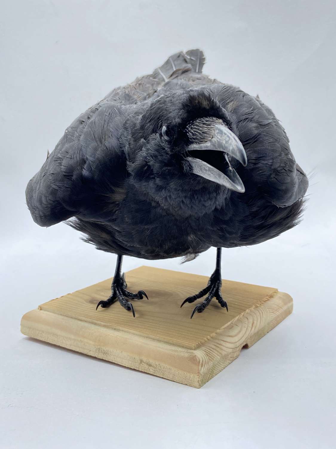 Gothic Squawking Mounted Taxidermy Carrion Crow (Corvus Corone) (7)