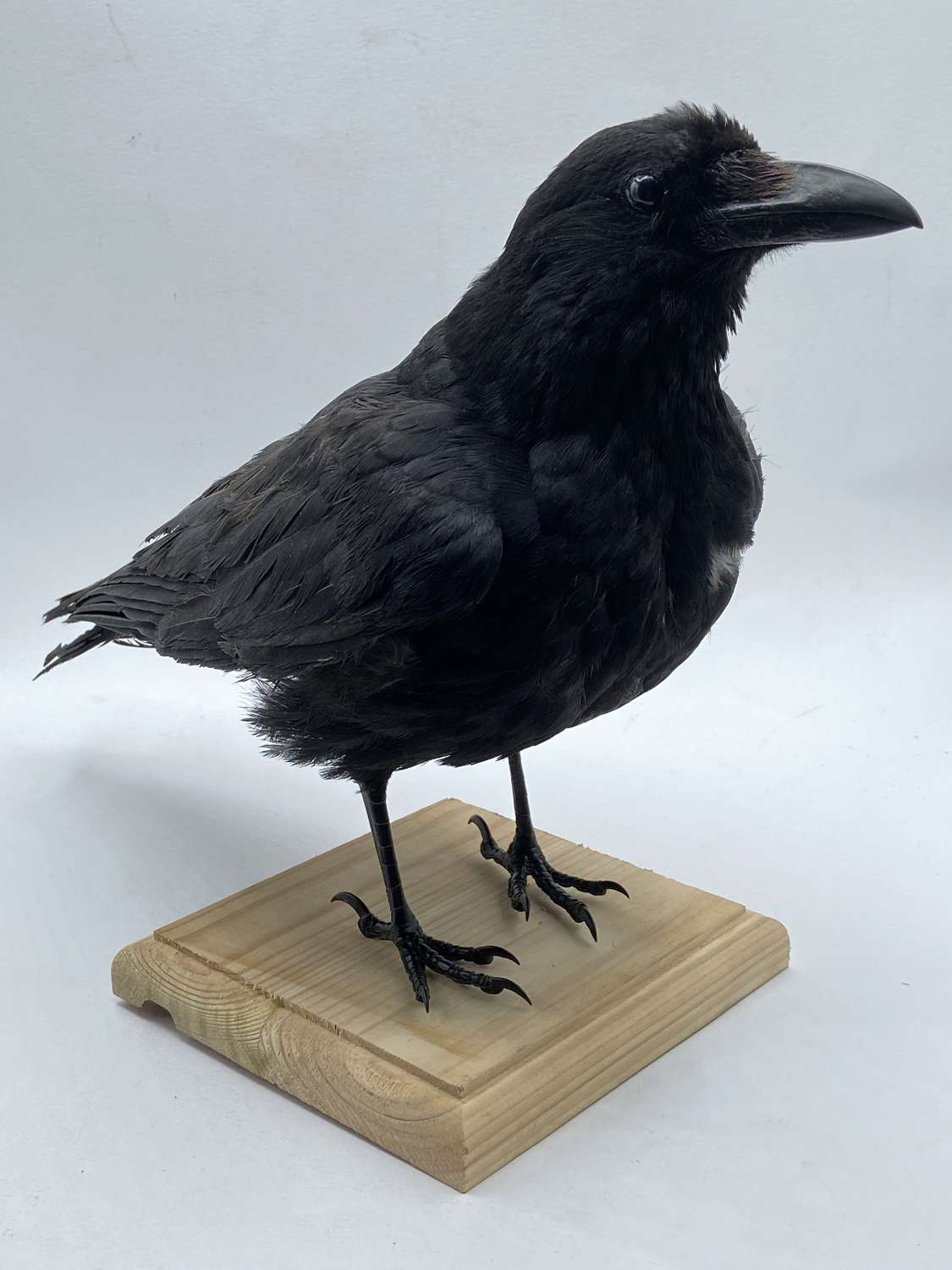 Gothic Curious Mounted Taxidermy Carrion Crow (Corvus Corone) (10)