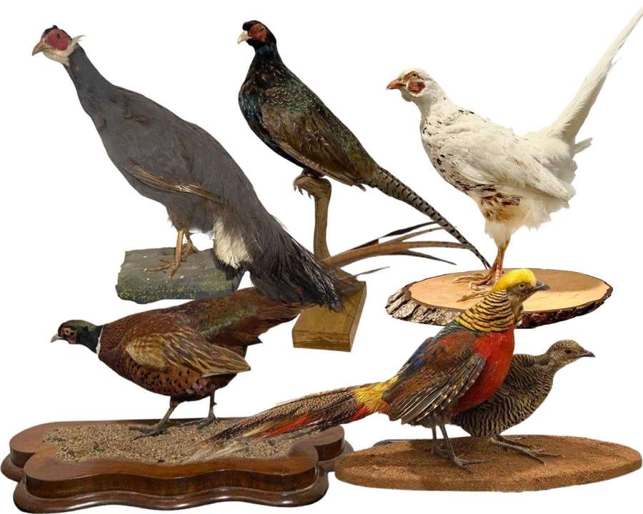 Taxidermy Mounted Pheasant Species & Morphs Blue Eared, Golden Etc