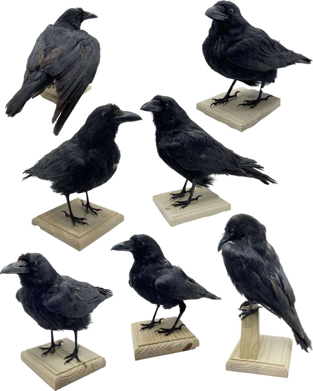 ‘Murder’ Of Mounted Taxidermy Carrion Crows (Corvus Corone) Job Lot X7
