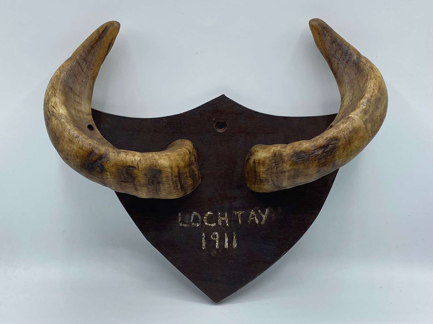 Antique 1911 Scottish Loch Tay Taxidermy Mounted Male Sheep Horns