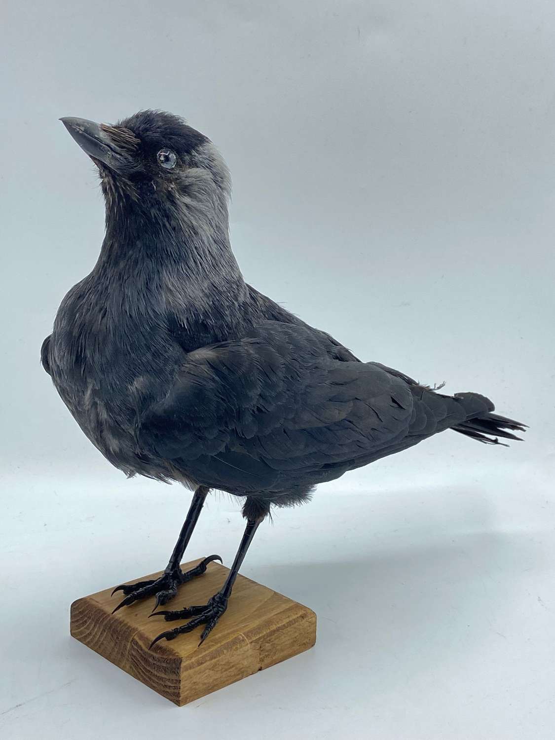 Beautiful Mounted Taxidermy Western Jackdaw Coloeus Monedula 