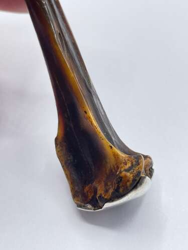Antique Victorian Macabre Sterling Silver And Polished Bone Cigarette Holder