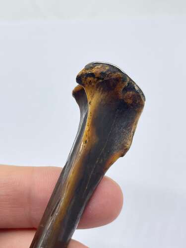 Antique Victorian Macabre Sterling Silver And Polished Bone Cigarette Holder