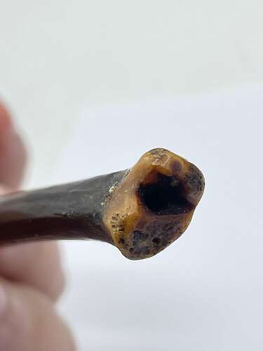 Antique Victorian Macabre Sterling Silver And Polished Bone Cigarette Holder