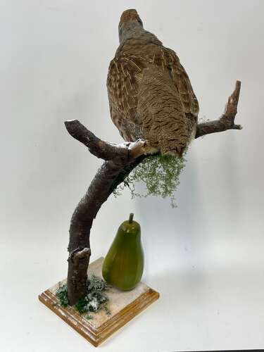 Beautiful Christmas Taxidermy Partridge In A Pear Tree