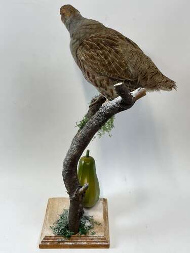 Beautiful Christmas Taxidermy Partridge In A Pear Tree