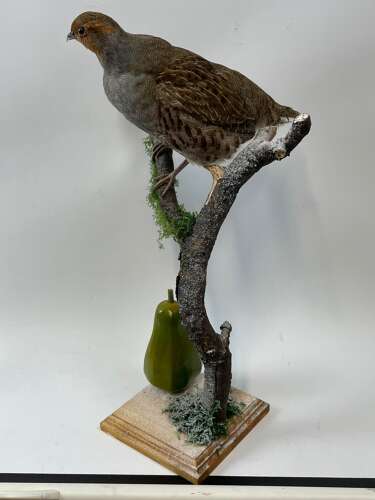 Beautiful Christmas Taxidermy Partridge In A Pear Tree