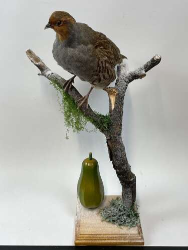 Beautiful Christmas Taxidermy Partridge In A Pear Tree