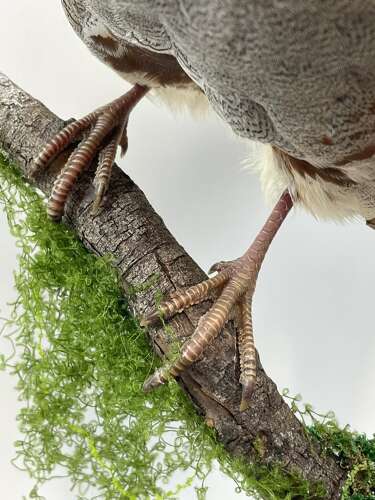Beautiful Christmas Taxidermy Partridge In A Pear Tree