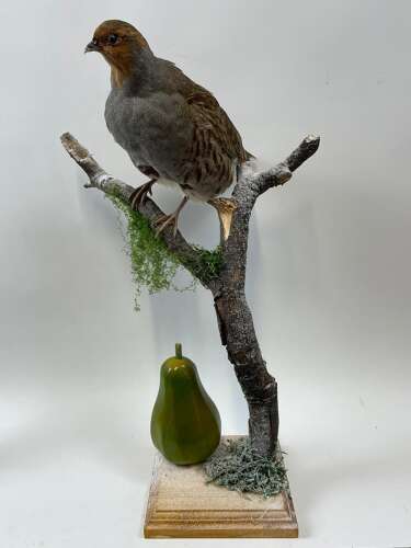 Beautiful Christmas Taxidermy Partridge In A Pear Tree